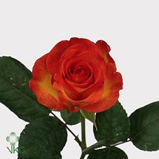 Birdy Roses-Розы Бёрди оптом в Санкт-Петербурге - цветы оптом СПб.