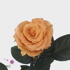 Розы Косима оптом в Санкт-Петербурге - цветы оптом СПб.