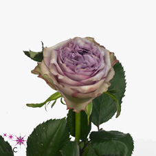 Розы Долсетто оптом в Санкт-Петербурге - цветы оптом СПб.