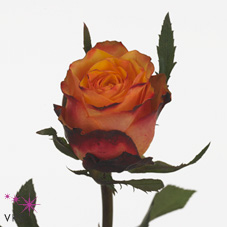 Розы Гранада оптом в Санкт-Петербурге - цветы оптом СПб.