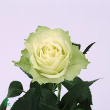 Розы Килиманджаро оптом в Санкт-Петербурге - цветы оптом СПб