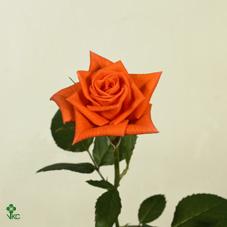 Розы Ламбада оптом в Санкт-Петербурге - цветы оптом СПб