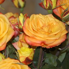 Розы Октобер оптом в Санкт-Петербурге - цветы оптом СПб