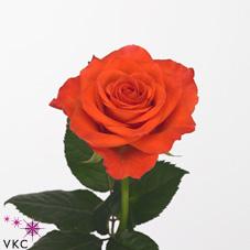 Розы Спутник оптом в Санкт-Петербурге - цветы оптом СПб
