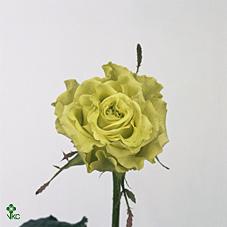 Розы Супергрин оптом в Санкт-Петербурге - цветы оптом СПб