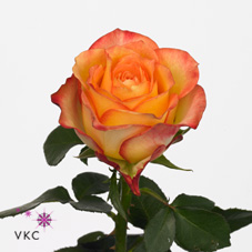 Розы Вампайр оптом в Санкт-Петербурге - цветы оптом СПб