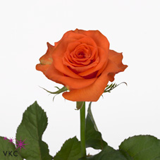 Розы Вайлдкард оптом в Санкт-Петербурге - цветы оптом СПб