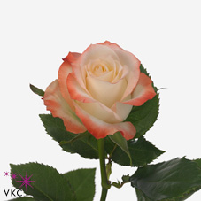 Розы Кабаре оптом в Санкт-Петербурге - цветы оптом СПб.