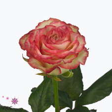 Розы Диаболо оптом в Санкт-Петербурге - цветы оптом СПб.
