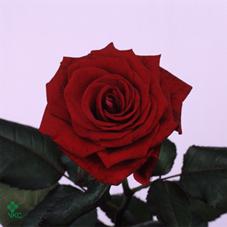 Розы Энигма оптом в Санкт-Петербурге - цветы оптом СПб.