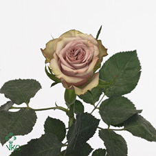 Розы Гипноз оптом в Санкт-Петербурге - цветы оптом СПб.