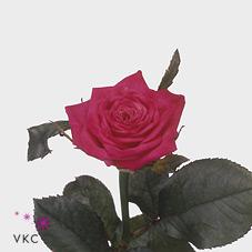Розы Джоси оптом в Санкт-Петербурге - цветы оптом СПб.