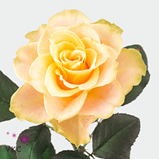 Розы Камелеон оптом в Санкт-Петербурге - цветы оптом СПб