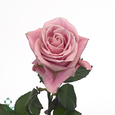 Розы Кеано оптом в Санкт-Петербурге - цветы оптом СПб