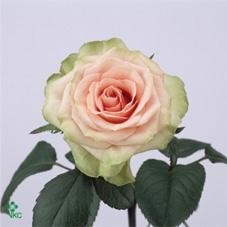 Розы Медаиллон оптом в Санкт-Петербурге - цветы оптом СПб