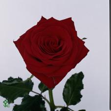Розы Ролекс оптом в Санкт-Петербурге - цветы оптом СПб