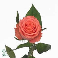 Розы Розали оптом в Санкт-Петербурге - цветы оптом СПб