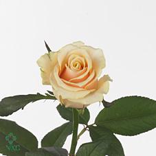Розы Савита оптом в Санкт-Петербурге - цветы оптом СПб
