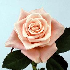 Розы Стеффи оптом в Санкт-Петербурге - цветы оптом СПб