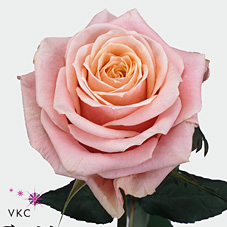 Розы Тосканини оптом в Санкт-Петербурге - цветы оптом СПб