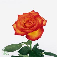 Розы Тукан Лаутрек оптом в Санкт-Петербурге - цветы оптом СПб