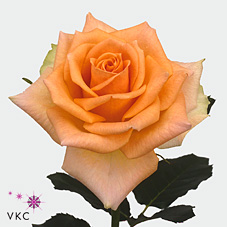 Розы Версиллиа оптом в Санкт-Петербурге - цветы оптом СПб