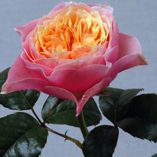 Розы Вувусела оптом в Санкт-Петербурге - цветы оптом СПб